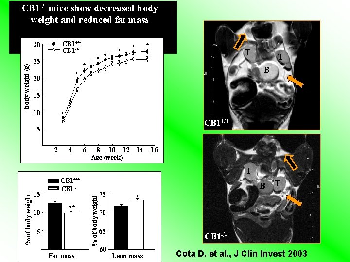 CB 1 -/- mice show decreased body weight and reduced fat mass CB 1+/+ CB 1 -/- mice show decreased body weight and reduced fat mass CB 1+/+