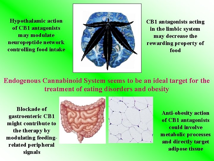 Hypothalamic action of CB 1 antagonists may modulate neuropeptide network controlling food intake CB Hypothalamic action of CB 1 antagonists may modulate neuropeptide network controlling food intake CB