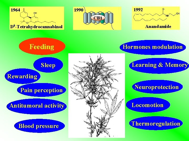 1992 1990 1964 CB 1 D 9 -Tetrahydrocannabinol Feeding Sleep Anandamide Hormones modulation Learning 1992 1990 1964 CB 1 D 9 -Tetrahydrocannabinol Feeding Sleep Anandamide Hormones modulation Learning