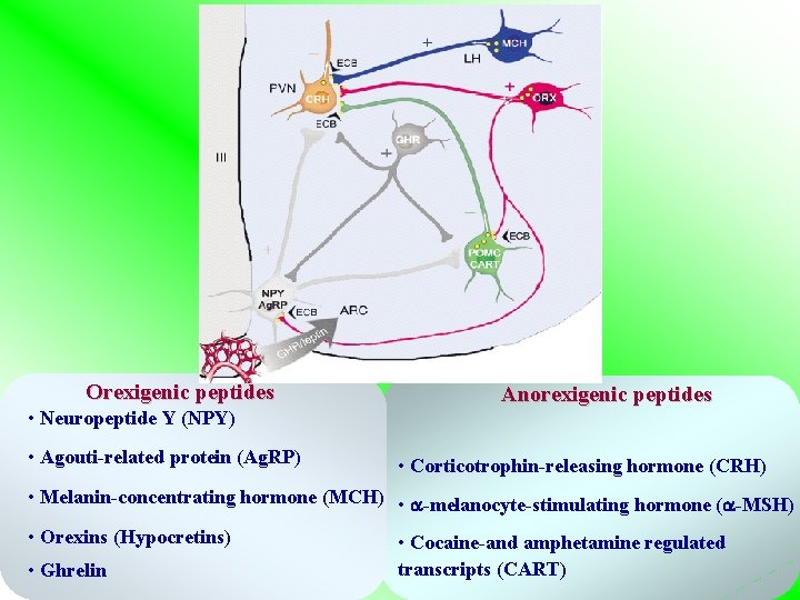 Orexigenic peptides • Neuropeptide Y (NPY) • Agouti-related protein (Ag. RP) Anorexigenic peptides • Orexigenic peptides • Neuropeptide Y (NPY) • Agouti-related protein (Ag. RP) Anorexigenic peptides •