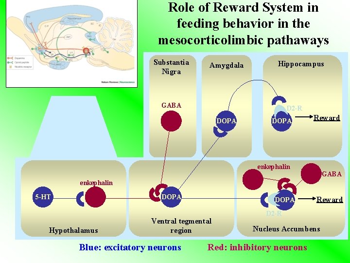 Role of Reward System in feeding behavior in the mesocorticolimbic pathaways Substantia Nigra Amygdala Role of Reward System in feeding behavior in the mesocorticolimbic pathaways Substantia Nigra Amygdala