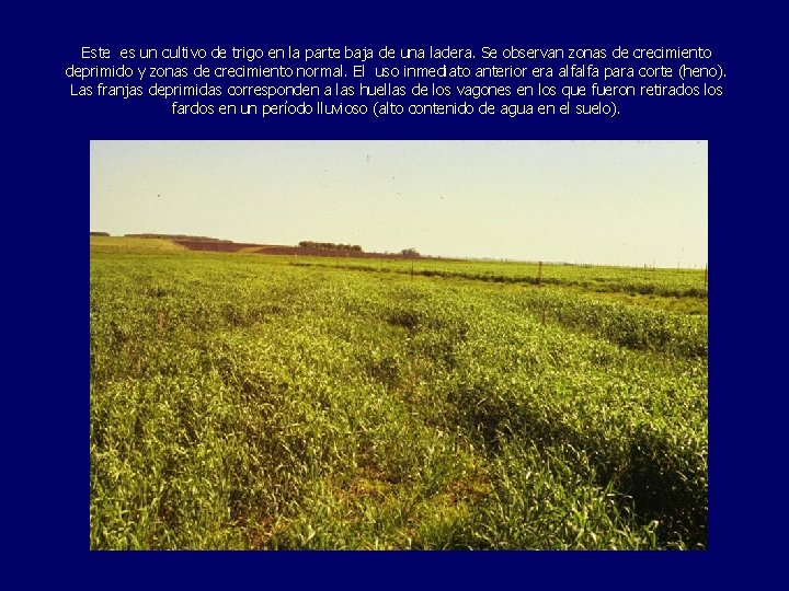 Este es un cultivo de trigo en la parte baja de una ladera. Se