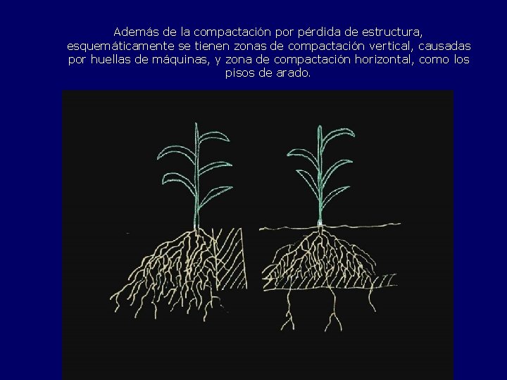 Además de la compactación por pérdida de estructura, esquemáticamente se tienen zonas de compactación