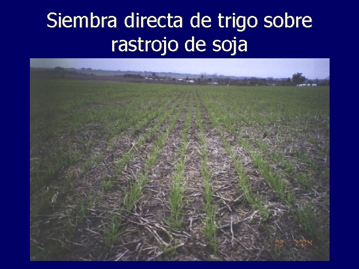 Siembra directa de trigo sobre rastrojo de soja 