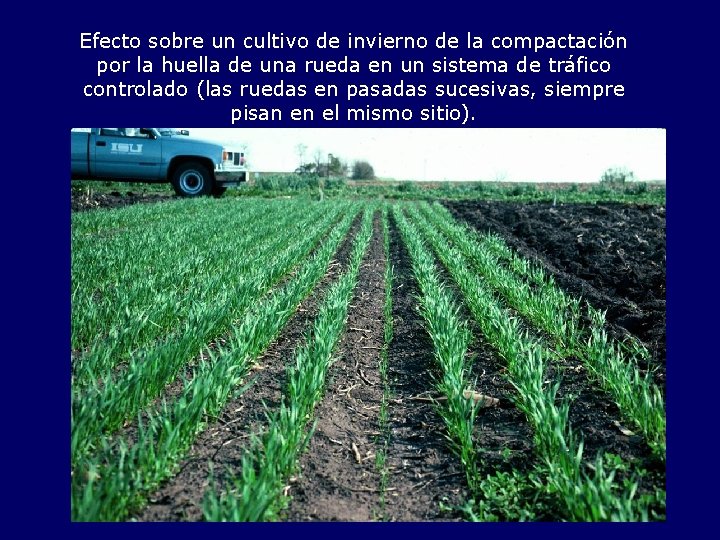 Efecto sobre un cultivo de invierno de la compactación por la huella de una