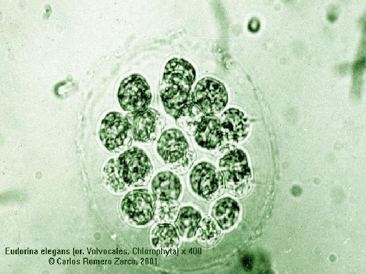 Recolección y preparación de muestras de algas microscópicas 