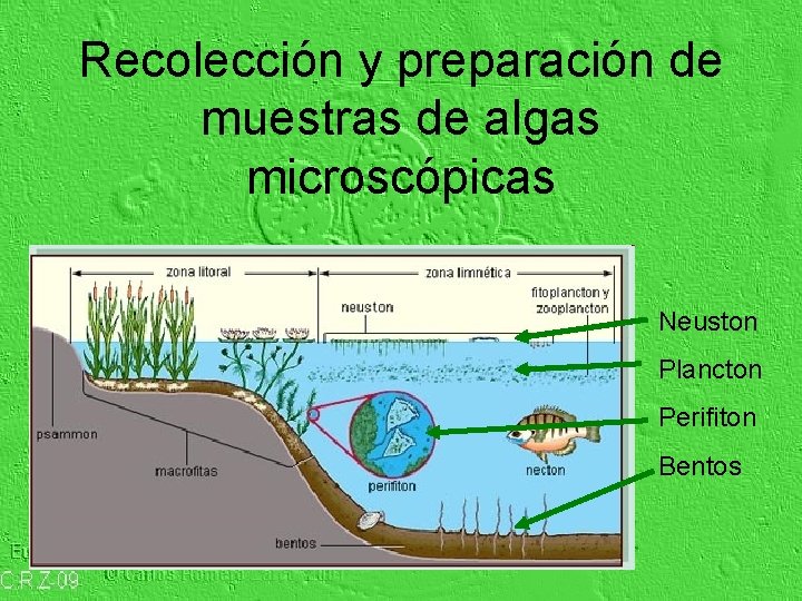 Recolección y preparación de muestras de algas microscópicas Neuston Plancton Perifiton Bentos 