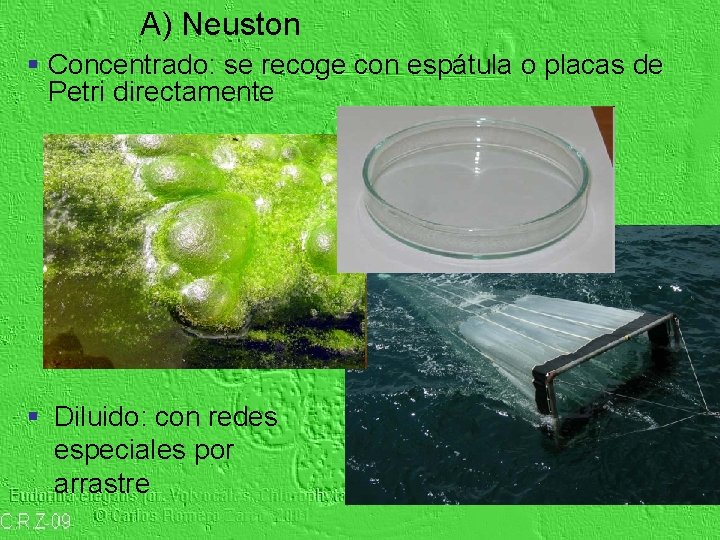 A) Neuston § Concentrado: se recoge con espátula o placas de Petri directamente §