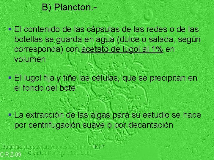B) Plancton. § El contenido de las cápsulas de las redes o de las