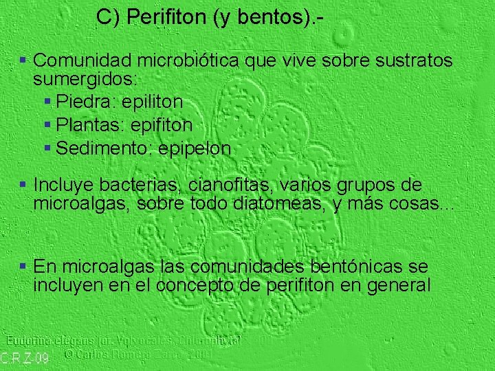 C) Perifiton (y bentos). § Comunidad microbiótica que vive sobre sustratos sumergidos: § Piedra: