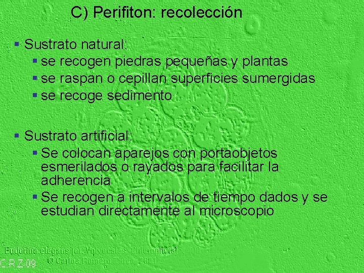 C) Perifiton: recolección § Sustrato natural: § se recogen piedras pequeñas y plantas §