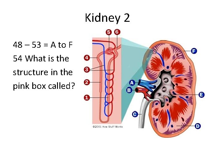 Kidney 2 48 – 53 = A to F 54 What is the structure