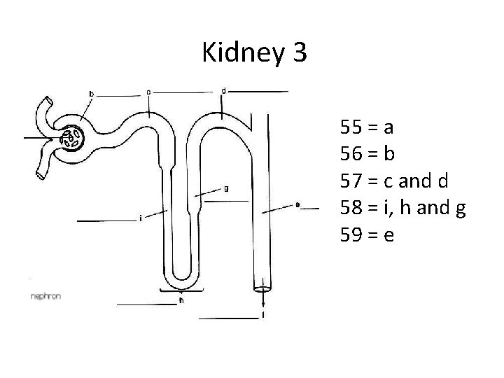 Kidney 3 55 = a 56 = b 57 = c and d 58