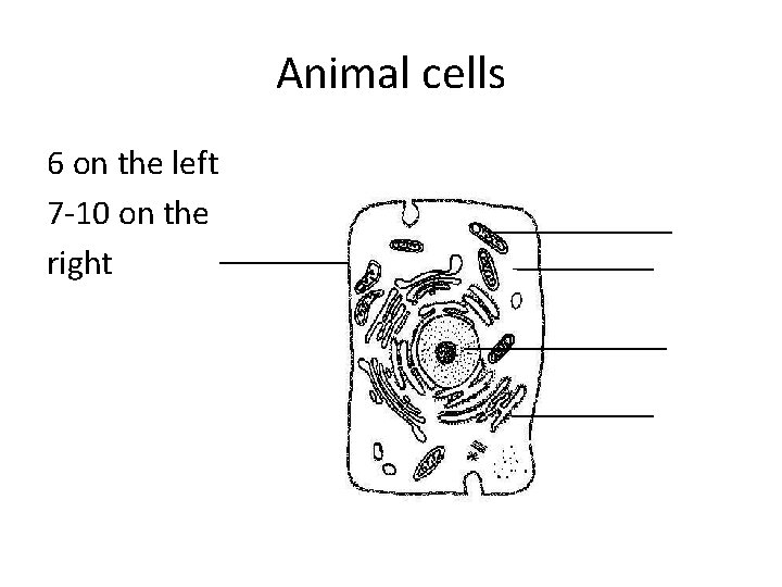 Animal cells 6 on the left 7 -10 on the right 