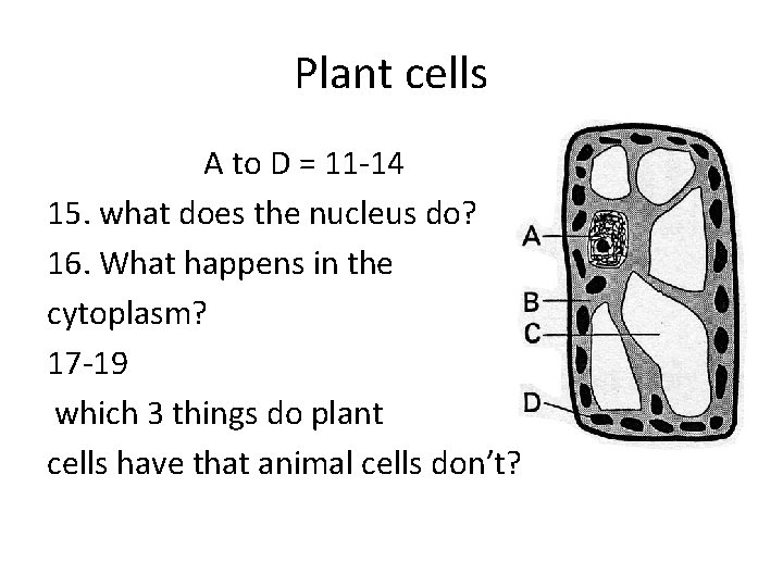 Plant cells A to D = 11 -14 15. what does the nucleus do?