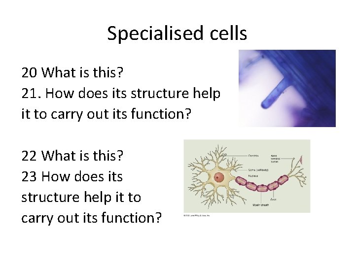 Specialised cells 20 What is this? 21. How does its structure help it to