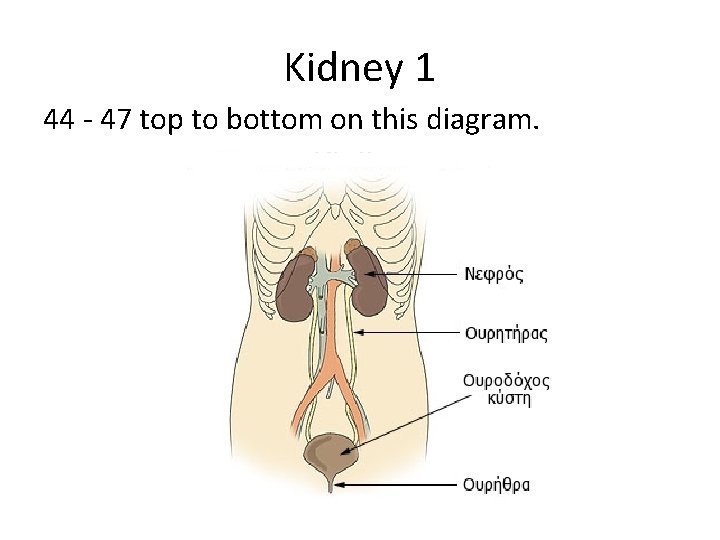Kidney 1 44 - 47 top to bottom on this diagram. 