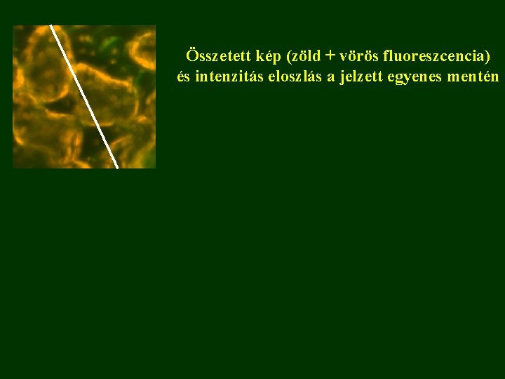 Összetett kép (zöld + vörös fluoreszcencia) és intenzitás eloszlás a jelzett egyenes mentén 