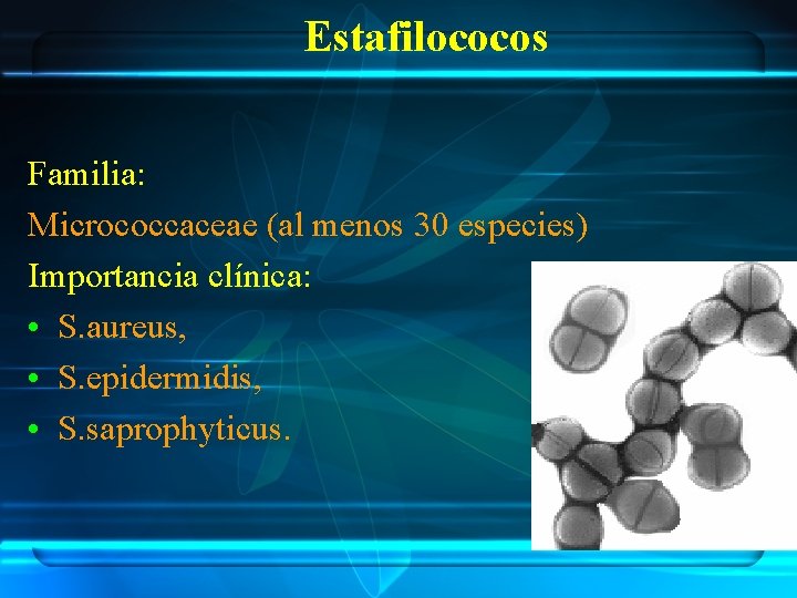 Estafilococos Familia: Micrococcaceae (al menos 30 especies) Importancia clínica: • S. aureus, • S.