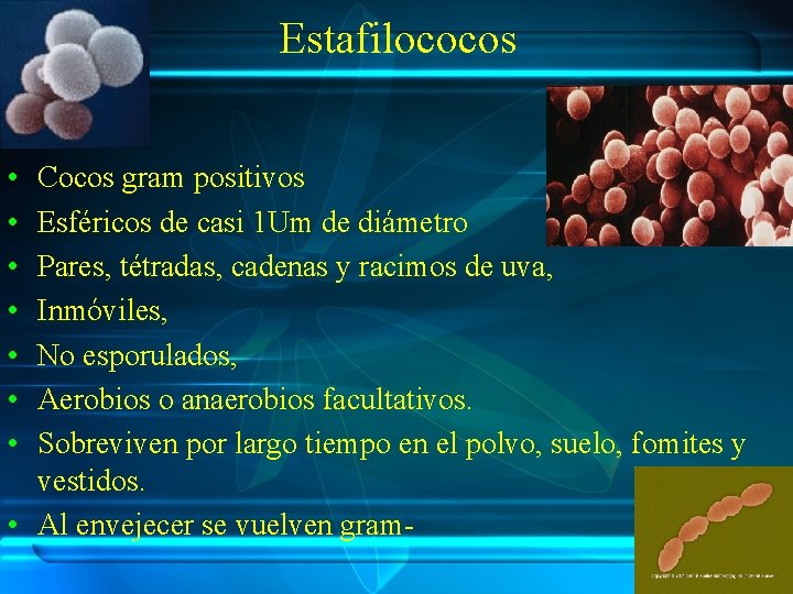 Estafilococos • • Cocos gram positivos Esféricos de casi 1 Um de diámetro Pares,