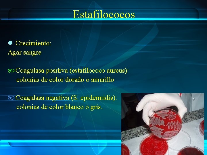 Estafilococos l Crecimiento: Agar sangre Coagulasa positiva (estafilococo aureus): colonias de color dorado o