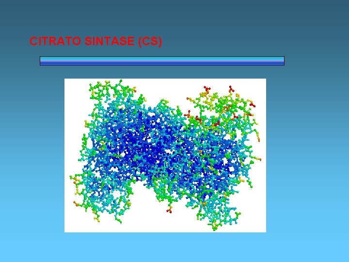 CITRATO SINTASE (CS) 