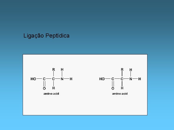 Ligação Peptídica 