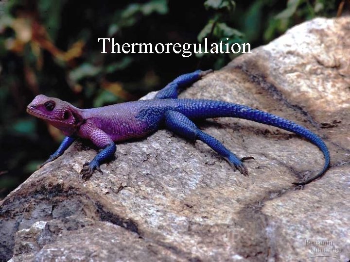 Thermoregulation 