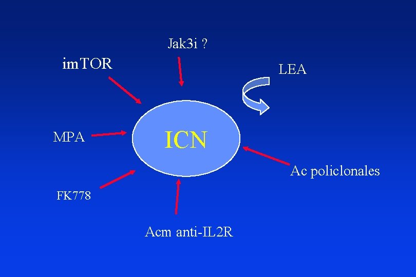 Jak 3 i ? im. TOR MPA LEA ICN Ac policlonales FK 778 Acm