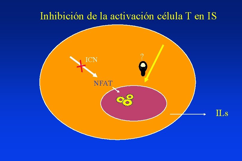 Inhibición de la activación célula T en IS ICN ? NFAT ILs 