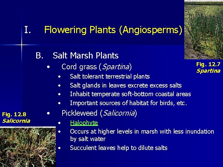 I. Flowering Plants (Angiosperms) B. Salt Marsh Plants Cord grass (Spartina) • • •