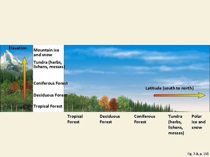 Elevation Mountain ice and snow Tundra (herbs, lichens, mosses) Coniferous Forest Latitude (south to