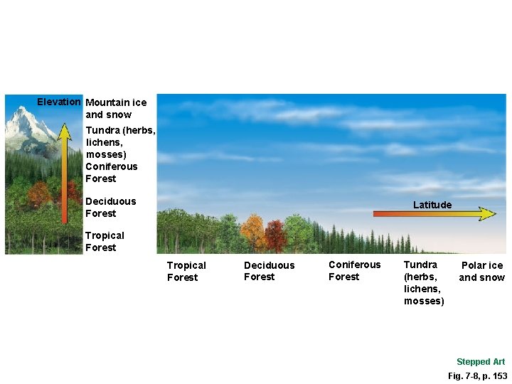 Elevation Mountain ice and snow Tundra (herbs, lichens, mosses) Coniferous Forest Deciduous Forest Latitude