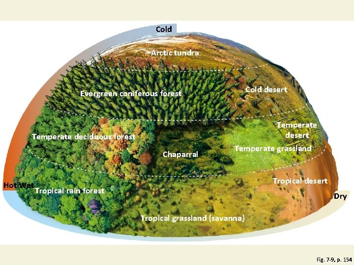 Cold Arctic tundra Cold desert Evergreen coniferous forest Temperate desert Temperate deciduous forest Chaparral