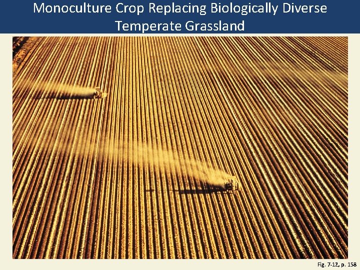 Monoculture Crop Replacing Biologically Diverse Temperate Grassland Fig. 7 -12, p. 158 