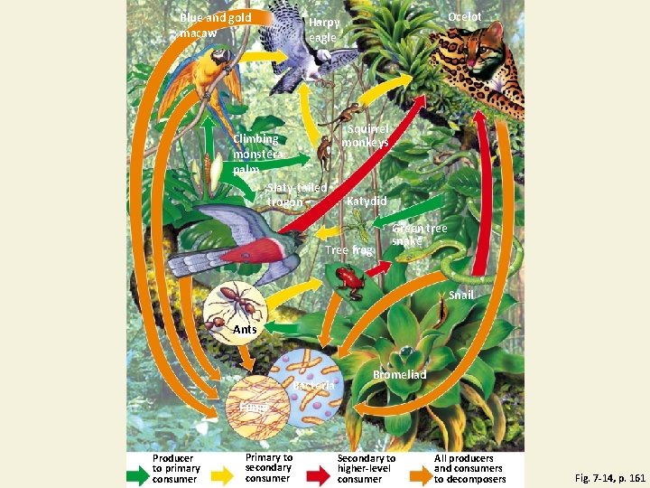 Blue and gold macaw Ocelot Harpy eagle Climbing monstera palm Slaty-tailed trogon Squirrel monkeys