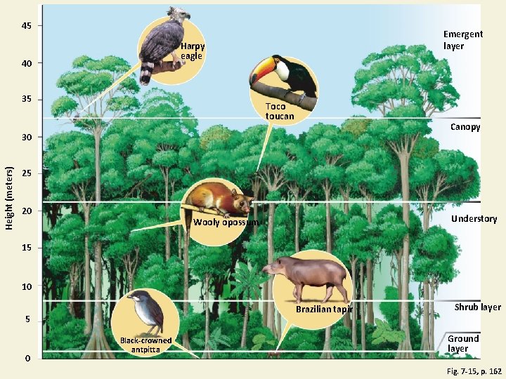 45 Emergent layer Harpy eagle 40 35 Toco toucan Canopy Height (meters) 30 25