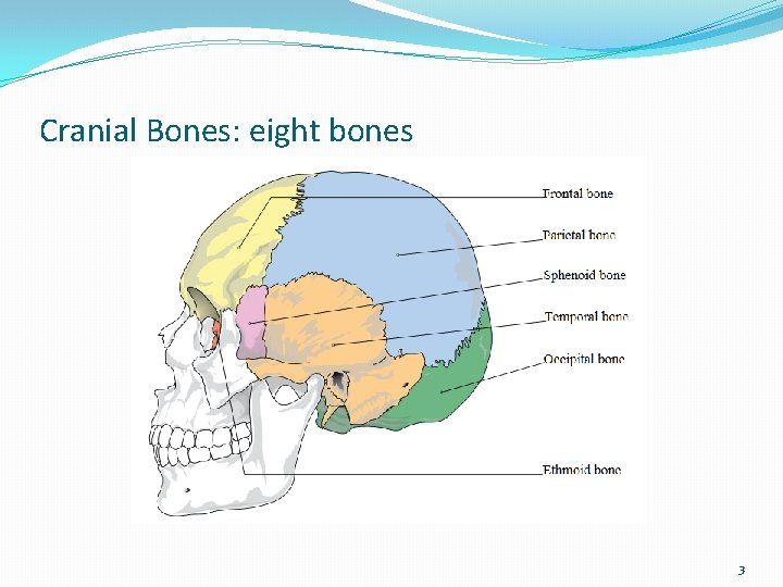 Cranial Bones: eight bones 3 