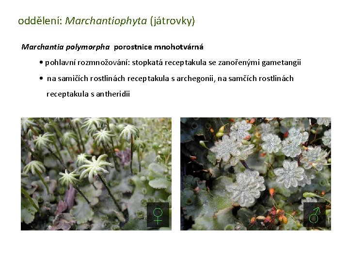 oddělení: Marchantiophyta (játrovky) Marchantia polymorpha porostnice mnohotvárná • pohlavní rozmnožování: stopkatá receptakula se zanořenými