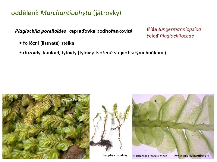 oddělení: Marchantiophyta (játrovky) Plagiochila porelloides kapraďovka podhořankovitá třída Jungermanniopsida čeleď Plagiochilaceae • foliózní (listnatá)