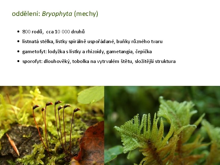 oddělení: Bryophyta (mechy) • 800 rodů, cca 10 000 druhů • listnatá stélka, lístky