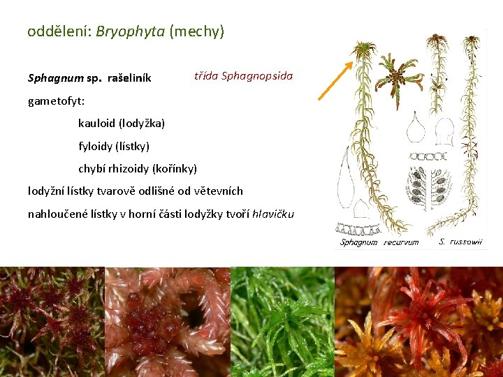 oddělení: Bryophyta (mechy) Sphagnum sp. rašeliník třída Sphagnopsida gametofyt: kauloid (lodyžka) fyloidy (lístky) chybí