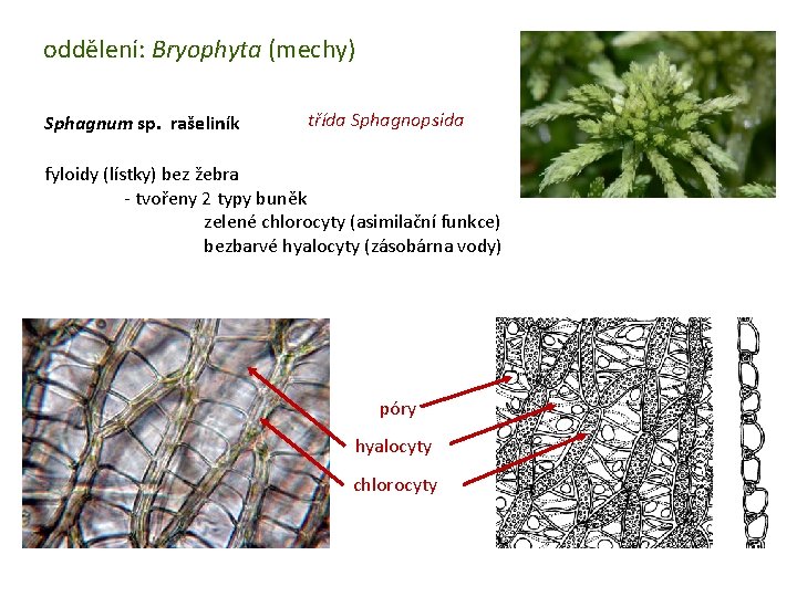 oddělení: Bryophyta (mechy) Sphagnum sp. rašeliník třída Sphagnopsida fyloidy (lístky) bez žebra - tvořeny