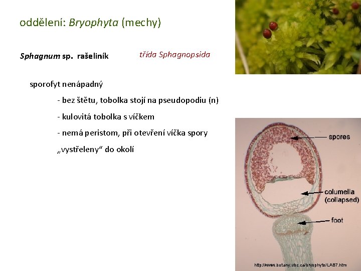 oddělení: Bryophyta (mechy) Sphagnum sp. rašeliník třída Sphagnopsida sporofyt nenápadný - bez štětu, tobolka