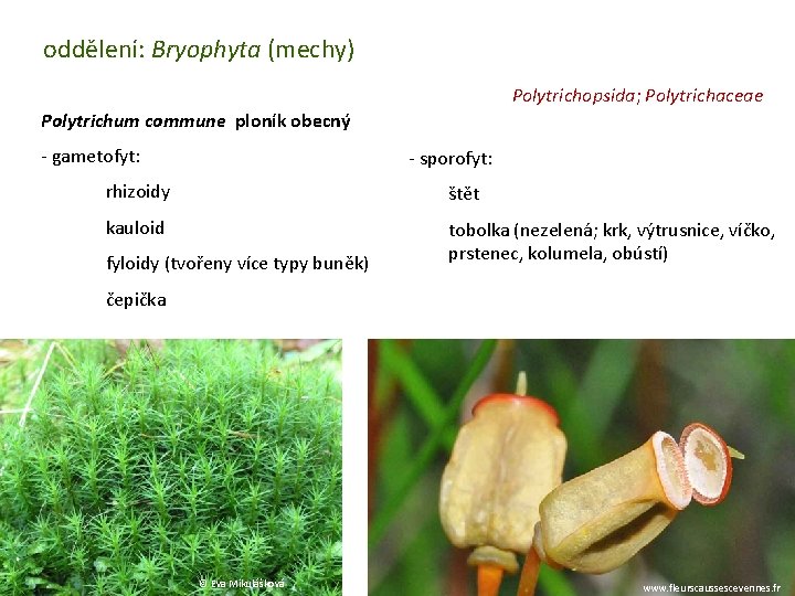 oddělení: Bryophyta (mechy) Polytrichopsida; Polytrichaceae Polytrichum commune ploník obecný - gametofyt: - sporofyt: rhizoidy