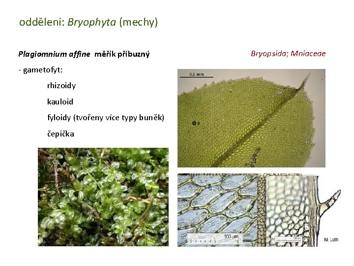 oddělení: Bryophyta (mechy) Plagiomnium affine měřík příbuzný - gametofyt: rhizoidy kauloid fyloidy (tvořeny více
