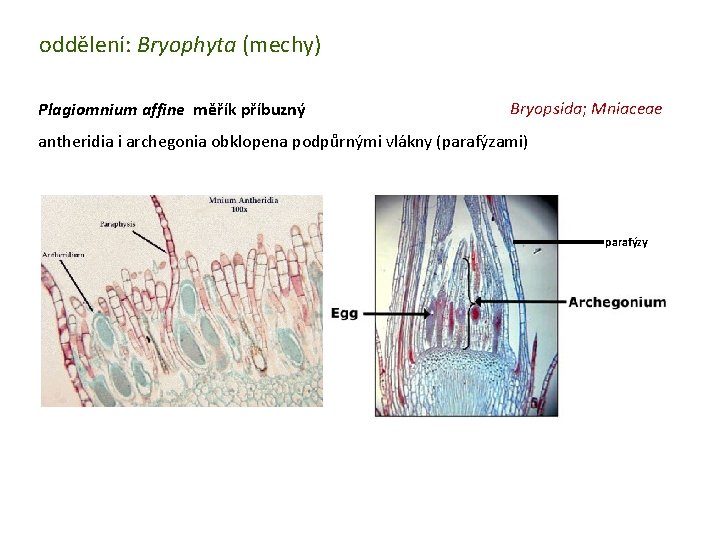 oddělení: Bryophyta (mechy) Plagiomnium affine měřík příbuzný Bryopsida; Mniaceae antheridia i archegonia obklopena podpůrnými