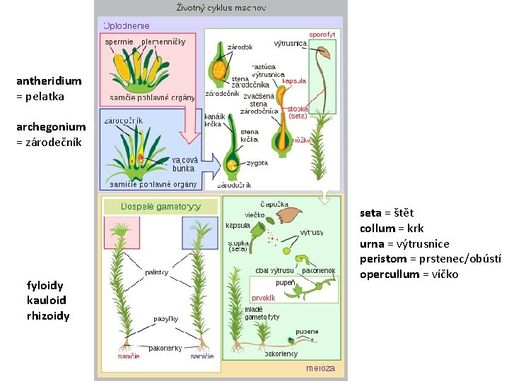 antheridium = pelatka archegonium = zárodečník fyloidy kauloid rhizoidy seta = štět collum =