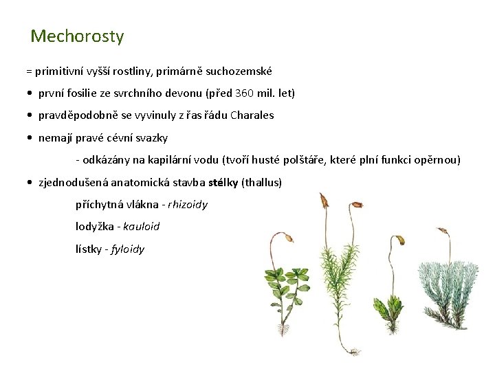 Mechorosty = primitivní vyšší rostliny, primárně suchozemské • první fosilie ze svrchního devonu (před