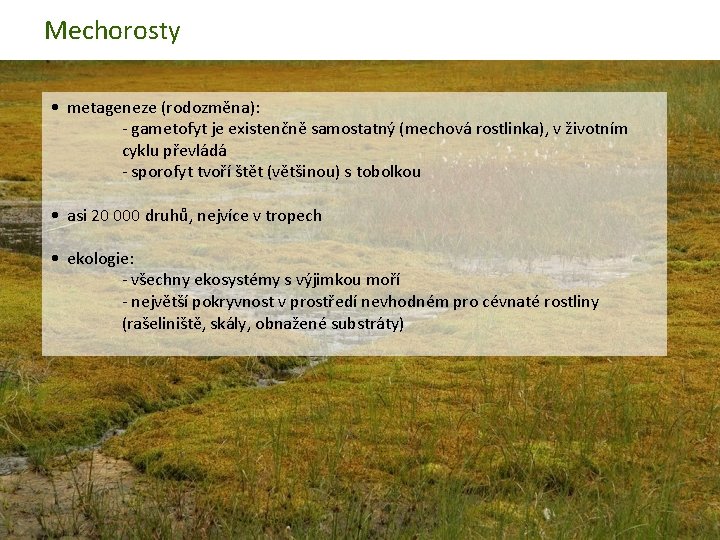 Mechorosty • metageneze (rodozměna): - gametofyt je existenčně samostatný (mechová rostlinka), v životním cyklu